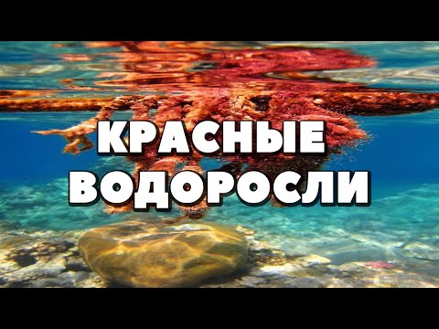 Ботаника.Красные водоросли.