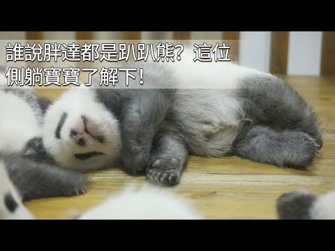 《熊貓早晚安》誰說胖達都是趴趴熊？這位側躺寶寶了解下！| iPanda