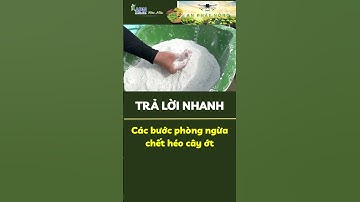 APN - Các bước phòng ngừa chết héo cây ớt? #apnhoamau