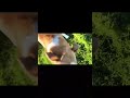 Hare rabbit 🐇 hunting adventure #rabbit#wildlife#hunting#adventure#unfrezzmyaccount#fieldsports