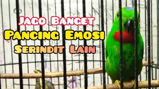 SERINDIT GACOR MEMANGGIL LAWAN PANCINGAN AMPUH MEMBU4T SERINDIT HUTAN EM0S1#part2
