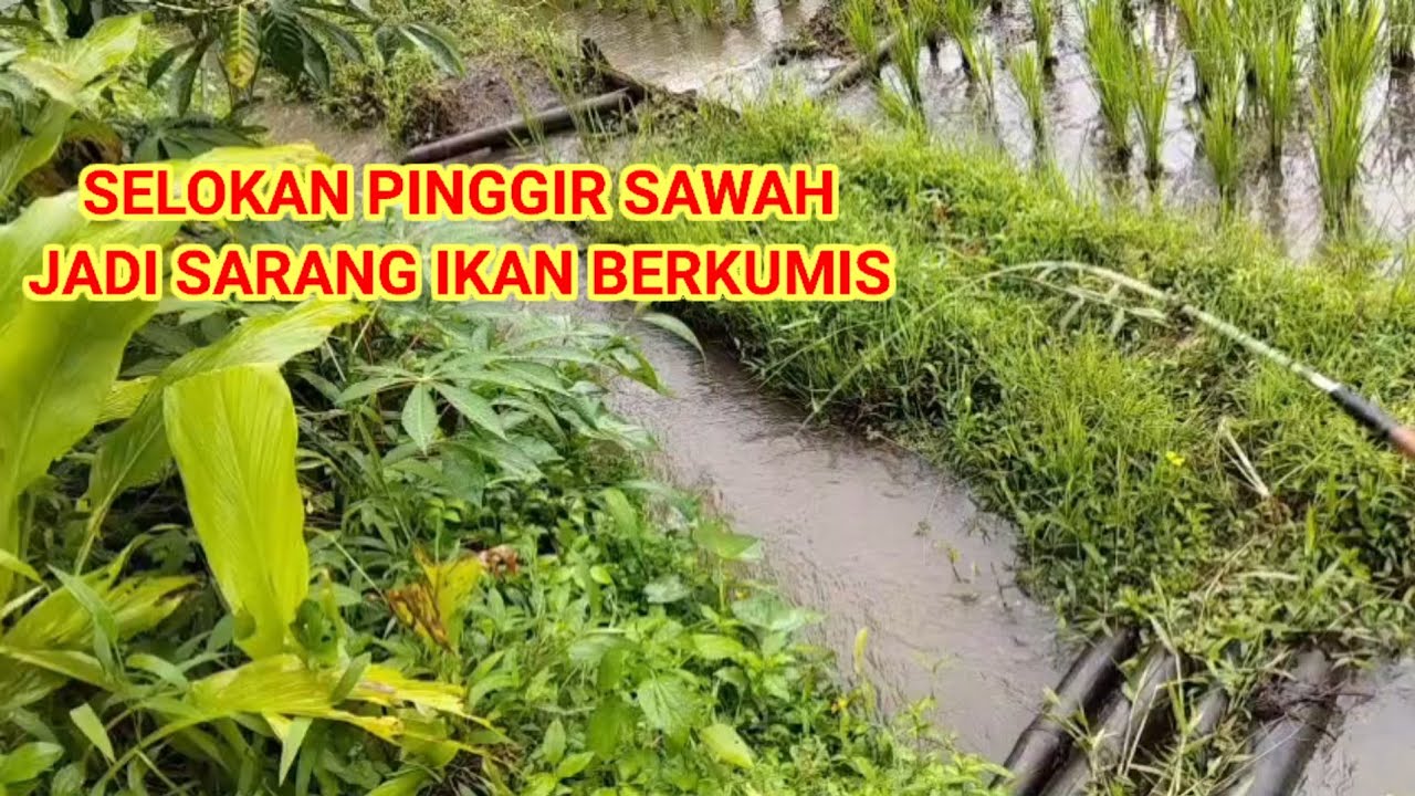 TEMPAT SEPERTI INI YANG DI SUKAI IKAN LELE LOKAL ,SELOKAN KECIL PESAWAHAN ,mancing liar