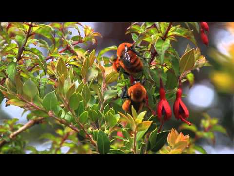 MVI 8496 Bombus dahlbomii en Fuchsia magellanica, Parque Oncol, Chile, 26 nov 14