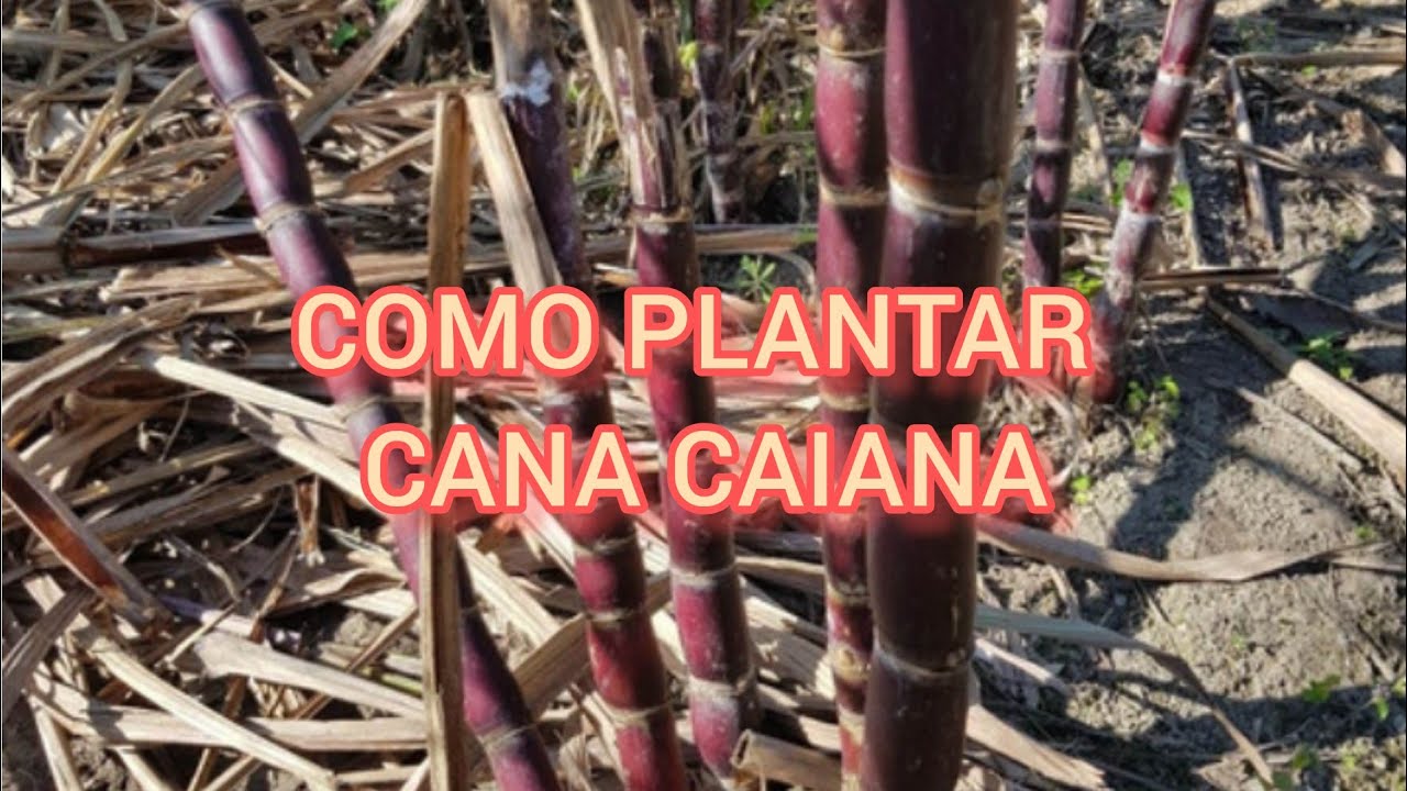 COMO PLANTAR CANA CAIANA ,DO JEITO MAIS FÁCIL - YouTube