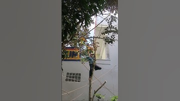 Cưa cây xoài khu vực có nhiều đường dây điện #shorts #cưacây