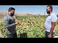 موعد زراعة اليقطين والعناية المطلوبة وكيفية تجهيز التربة خيرات الارض