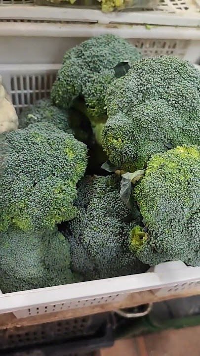 Romanesco broccoli is same family as broccoli & Cauliflower #shorts #shortsfeed