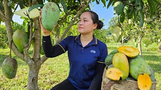 Harvest Big Mango Goes to the market sell  Build life in farm | Lý Thị Ca