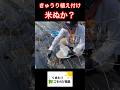 きゅうりの植え付けに米ぬか入れるのはどうなの? #農ある暮らし #家庭菜園