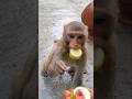 Monkey Funny Short Video Trending Viral Popular 2025 Ytshorts Monkey Funny Short Video Trending Viral Popular 2025 Ytshorts