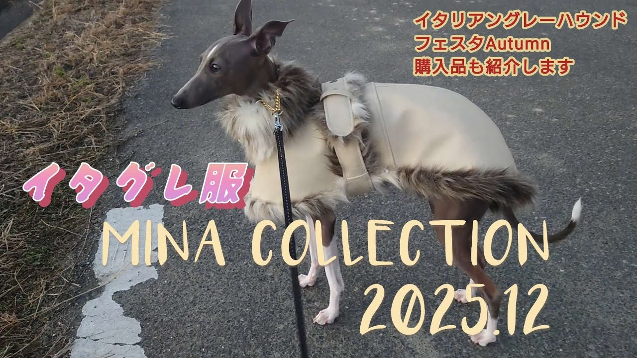 【イタグレ服】ミーナコレクション2025冬【生後10ヶ月】