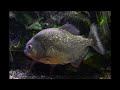 50 fascinating fast facts about piranhas