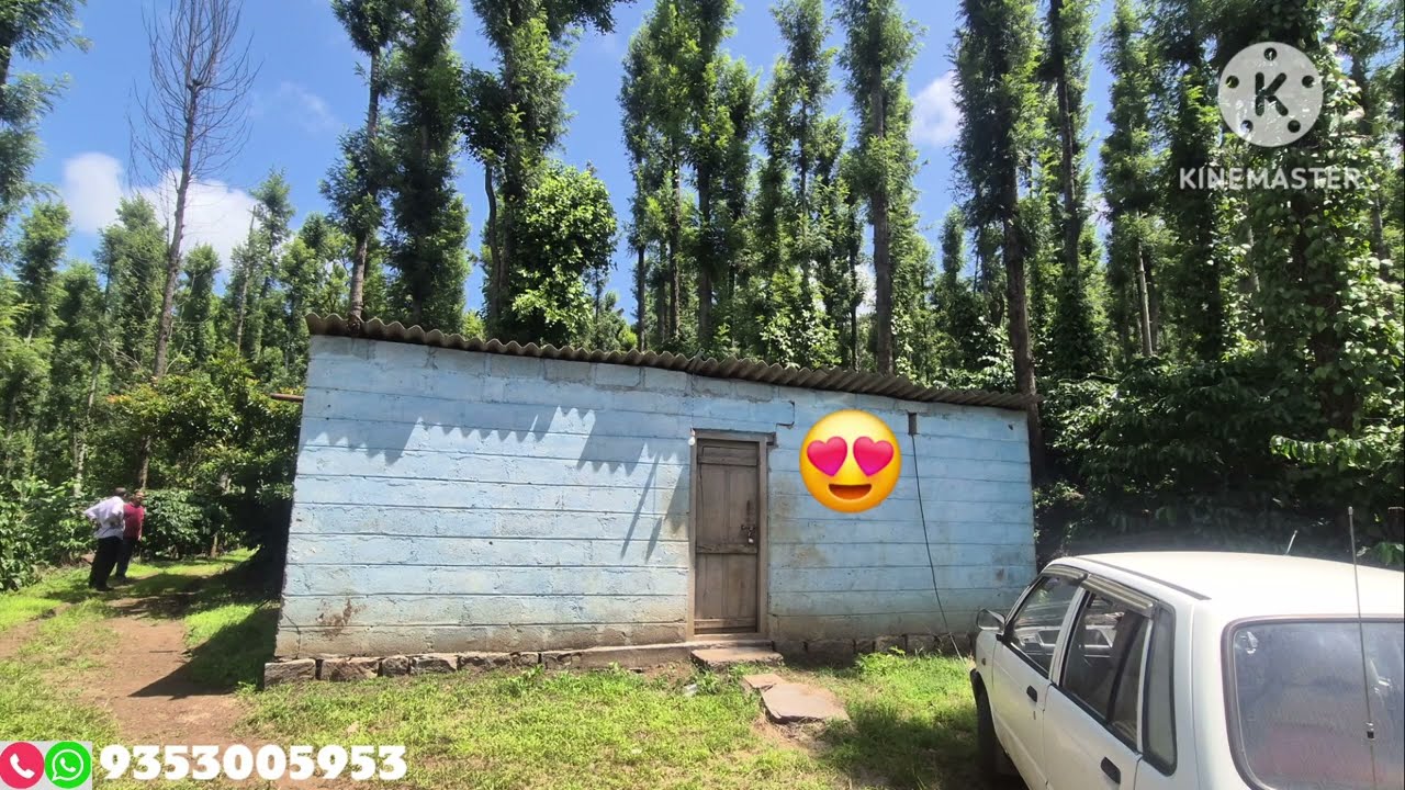 (#037 )  3.5 acre top condition robusta coffee estate, 1.5 acre extra land👌🌱