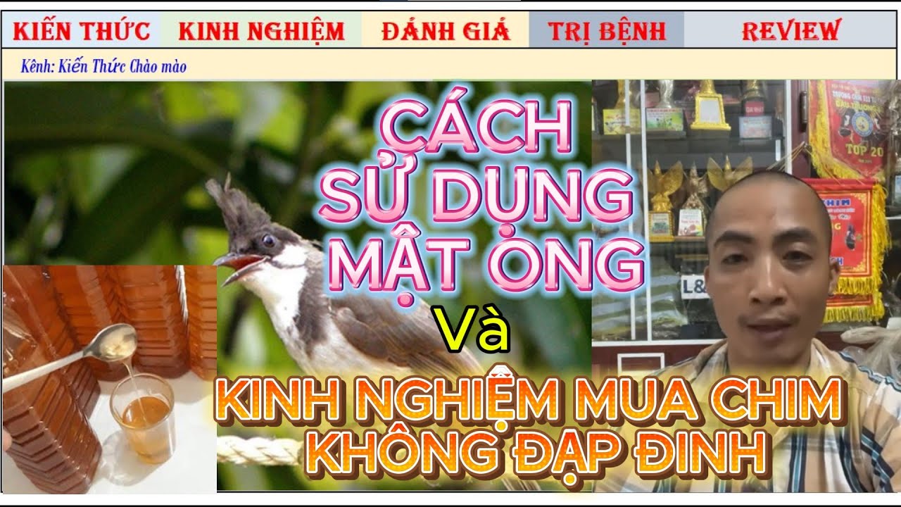 Cách sử dụng Mật Ong và Cách mua Chim Chào mào không bị Đạp Đinh