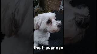 Why you should own a Havanese dog!