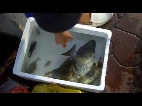 Ikan Tudung Periuk At Bedok Jetty Youtube Ikan Tudung Periuk At Bedok Jetty Youtube