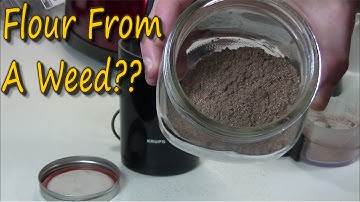 Harvesting Wild Edibles - Curly Dock Seeds