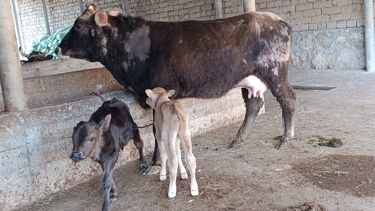 ГОВИ ГУСОЛАДОР БУКАЧАДОР АРЗОНАК НОМЕР 911217221  НАВОРИ 2 марта 2026 