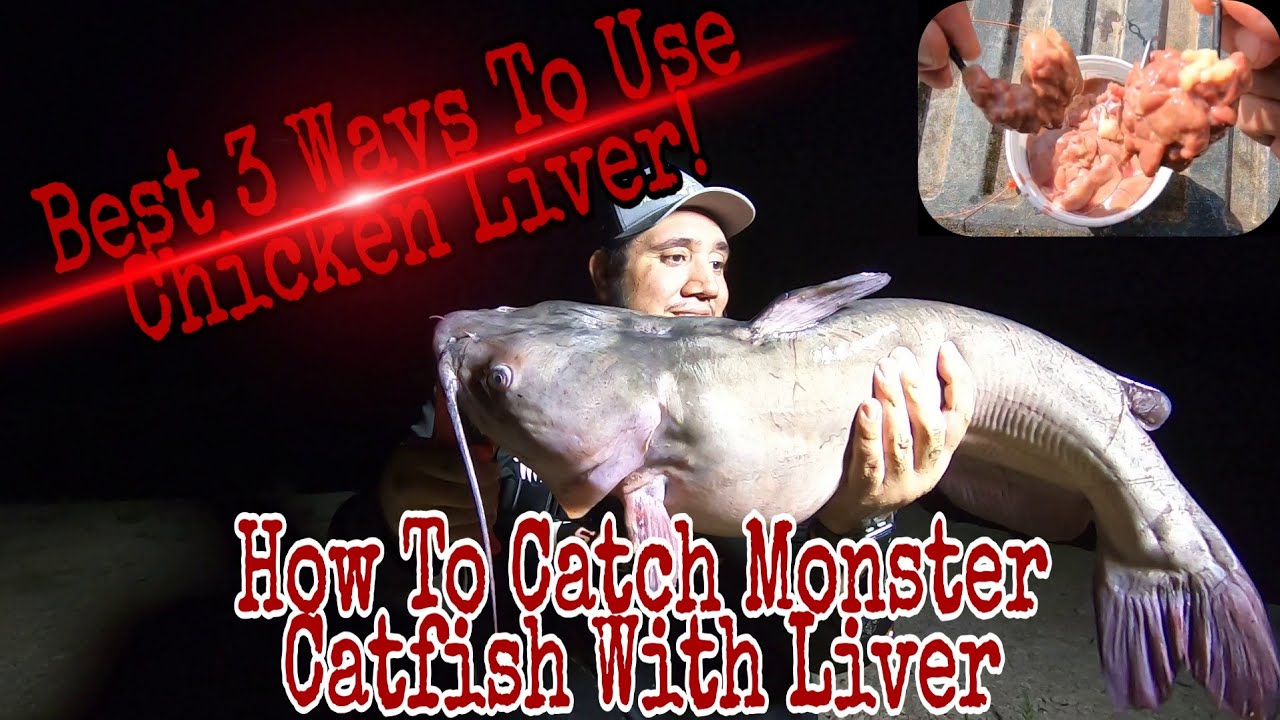 Best Ways To Use Chicken Liver For Huge Channel Cats - 3 Ways To Use  Chicken Liver 