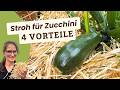 Stroh statt Heu - Warum es den Zucchinis hilft🥒