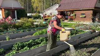 ГОТОВЛЮ ГРЯДКИ ДЛЯ ПОСАДКИ ОЗИМОГО ЧЕСНОКА