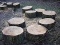 Какие породы дерева выбирать для выращивания вешенки на пеньках