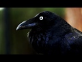Australian raven calling (Corvus coronoides)