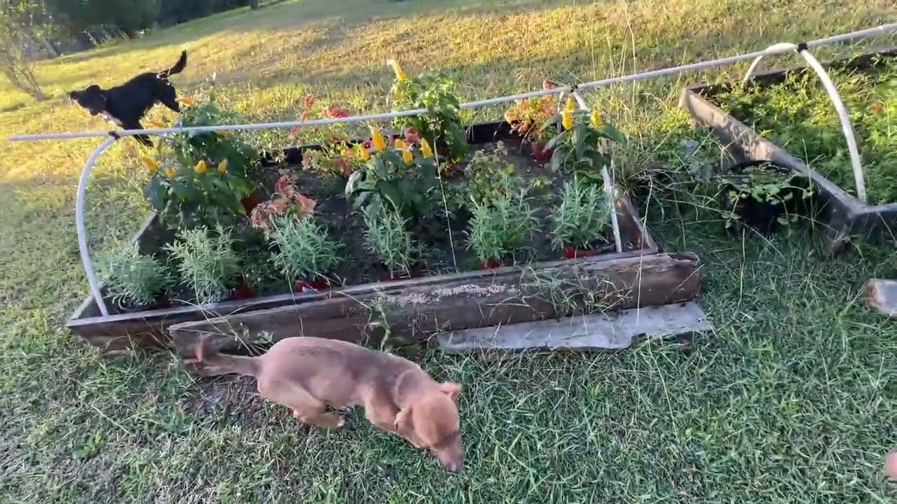 Lavanda, Camarón, Salvia y Monalisa. Sorprende su hermosura y sus propiedades