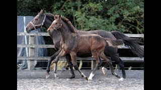 Mambo colt for sale