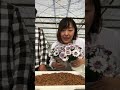【特別配信】秋田緑花農園よりオステオスペルマムのブリコラージュ 2021.03.26インスタライブ配信