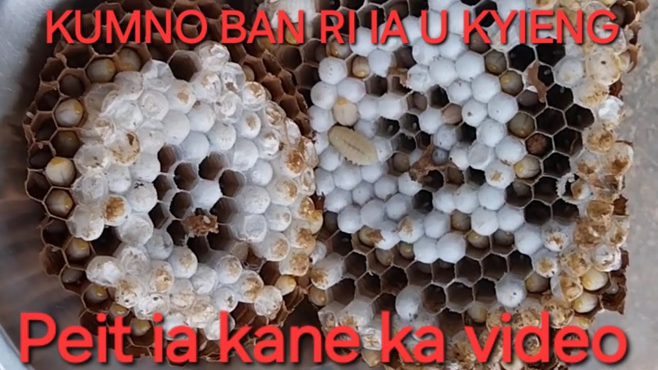 KUMNO BAN RI IA U KYIENG || @MARCHNONGTV