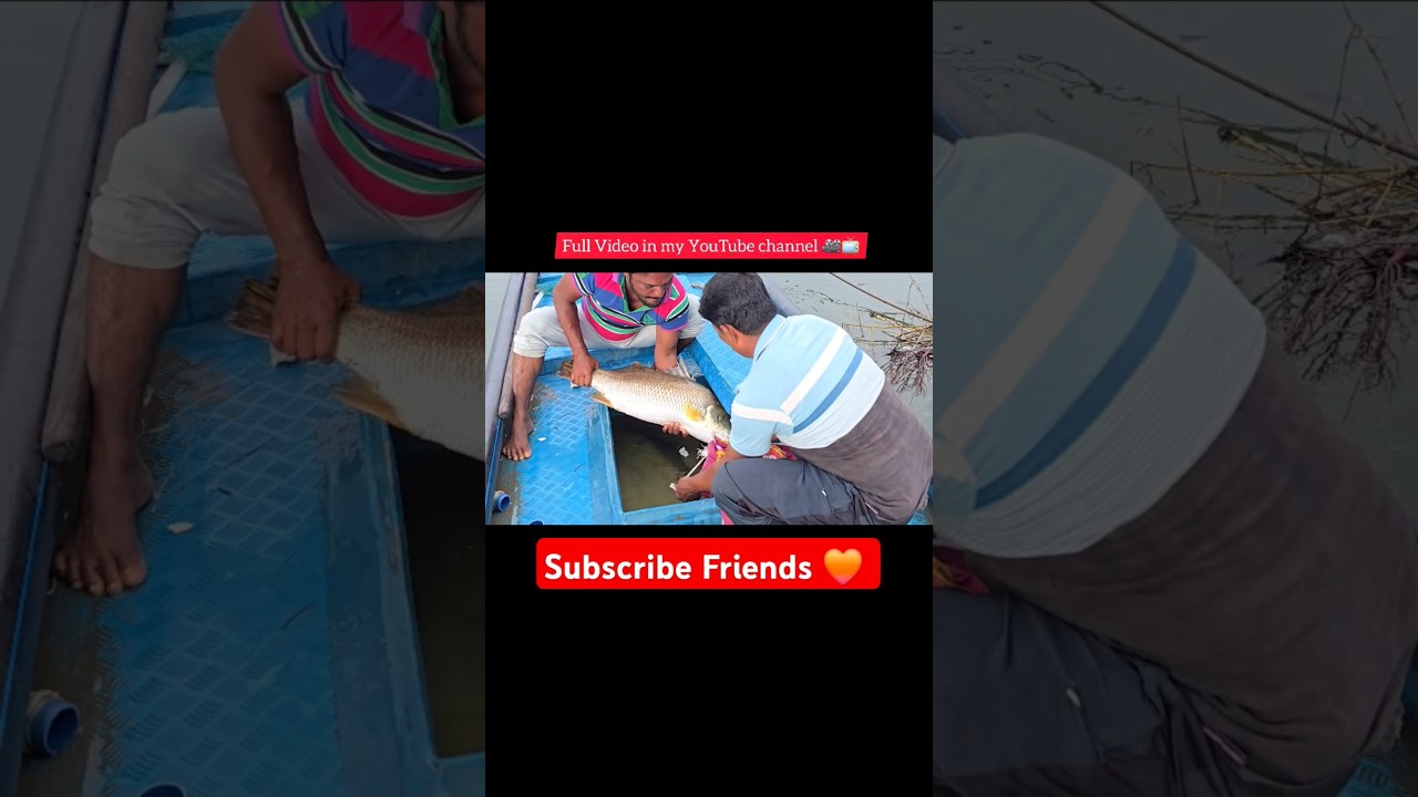 పెద్ద పండుగప్ప చేప || Fresh Live fish 