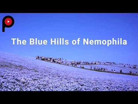 The Blue Hills of Nemophila at Hitachi Seaside Park | ネモフィラの青い丘 inbound officer คือ