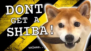 DONT GET A SHIBA dog unless you know THIS