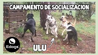 ✅ Campamento de socialización canina - Caso Ulu 🐾 by Equilibradogs - Psicología Canina 302 views 4 months ago 10 minutes, 32 seconds