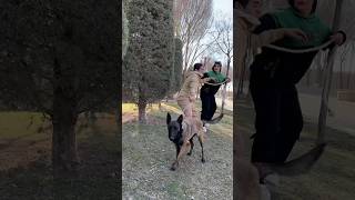 Those who mistreat animals should be treated like animals❤️🌸👌🏻#shortvideo #subscribe