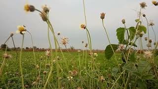 Video Background Taman Bunga Matahari || Free Footage Video || No Copyright ||