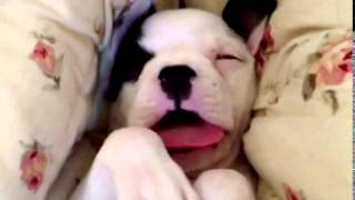 French BullDog having a Nice Dream! by Super Puppy 120 views 8 years ago 1 minute, 7 seconds
