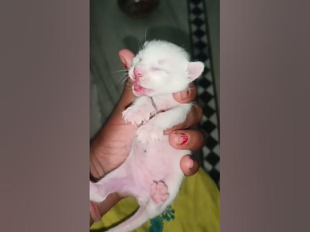 found kitten #video #trending #shorts#pets#viral #youtubeshorts