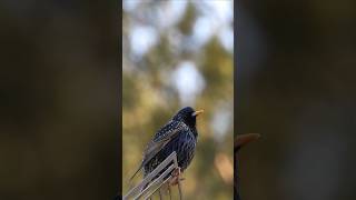 Download Lagu Mājas strazds/ The common starling (Sturnus vulgaris) #nature #birds #birding #starling MP3