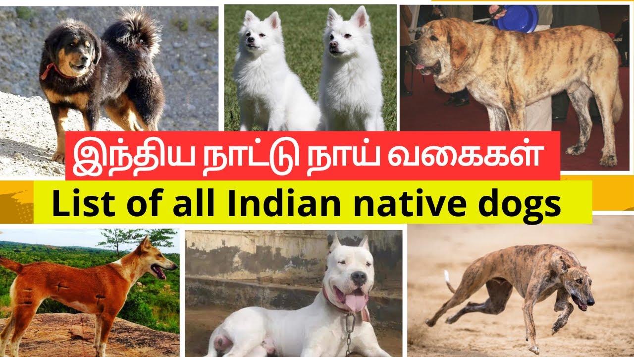 இந்திய நாட்டு நாய் வகைகள் List of Indian Native dog breeds in Tamil