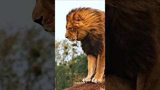 Why Only Lion king of the Jungle?#facts #shorts #short #shortvideo #lion #animals #king
