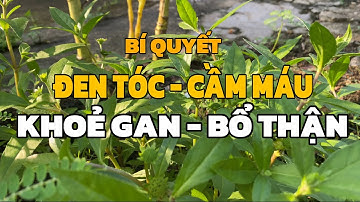  Cây Cỏ Mực (Nhọ Nồi) – “Thảo Dược Quý”   Bí Quyết Đen Tóc, Cầm Máu ,Khỏe gan ,Bổ Thận Từ Dân Gian!