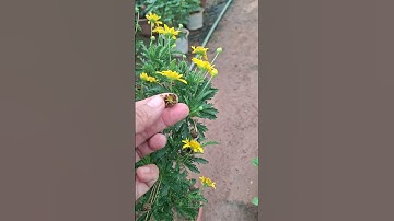 Bán cây cúc thân gỗ thoát thân đang hoa đẹp 0977973535