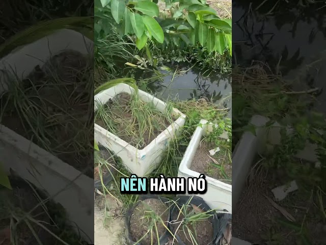 Thông tin mới về đô thị đại học hưng long, #batdongsan