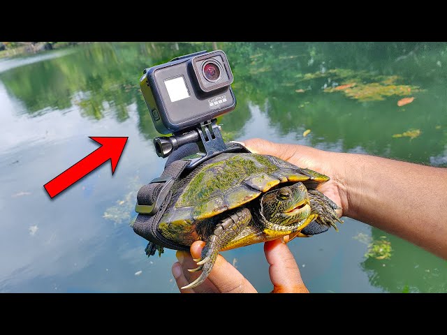 BEST GoPro on a Turtle! Swimming Underwater class=