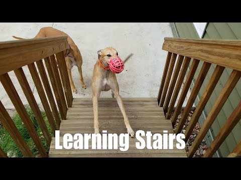 Learning Stairs [3.03]