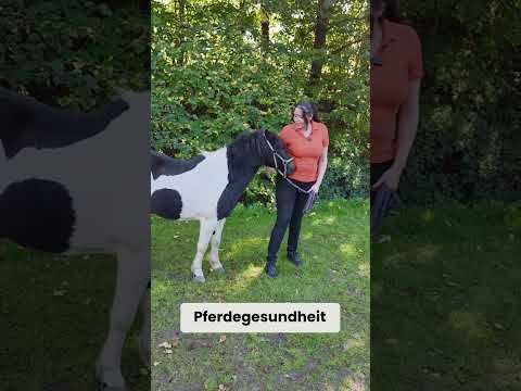 Komplizierter Fall? Unsicher? – Dann schreibt uns!   #qchefs #horse #tierarzt #tierarztpraxis