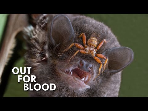 Video: Vampires Around: What Animals Feed On Blood - Alternative View