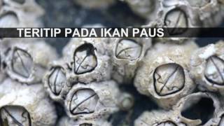 Interaksi Antara Organisma Hidup Interaksi Antara Organisma Hidup